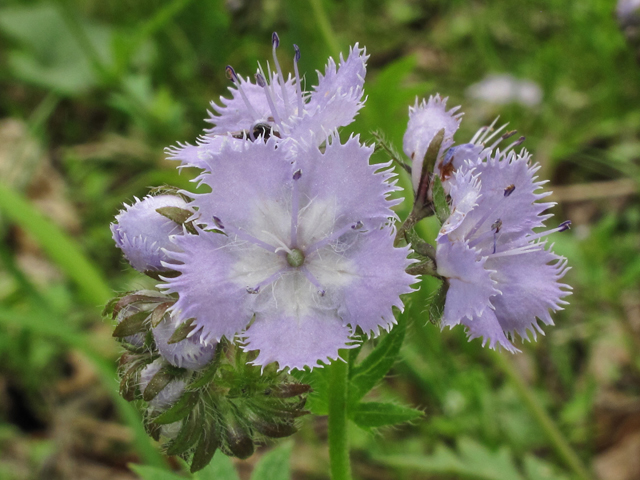 Phacelia purshii (Miami mist) #39363