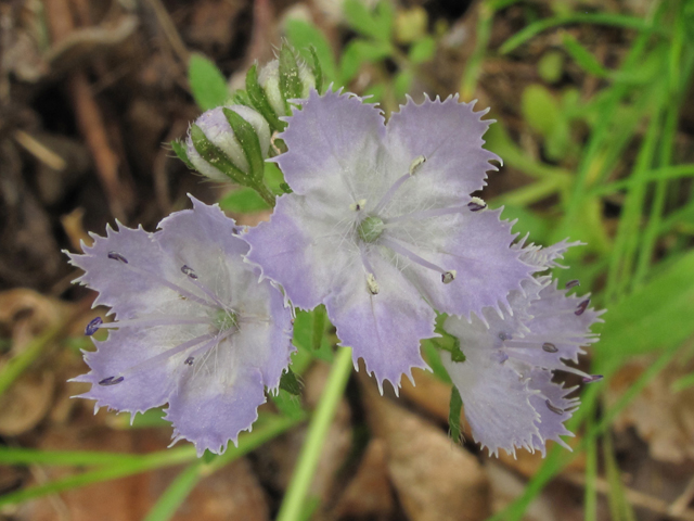 Phacelia purshii (Miami mist) #39364