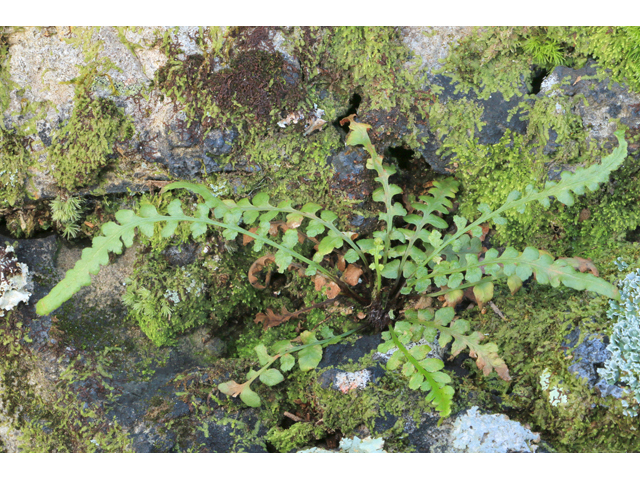 Asplenium kentuckiense (Kentucky spleenwort) #39426