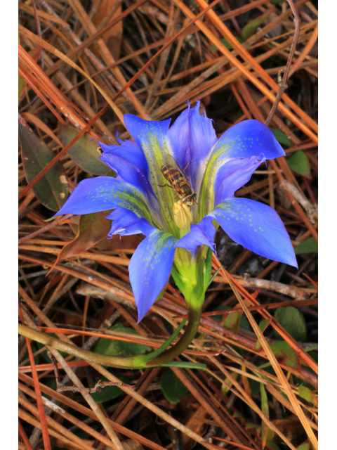 Gentiana autumnalis (Pine barren gentian) #39442