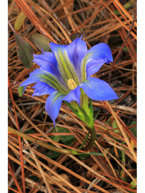 Gentiana autumnalis (Pine barren gentian) #39443