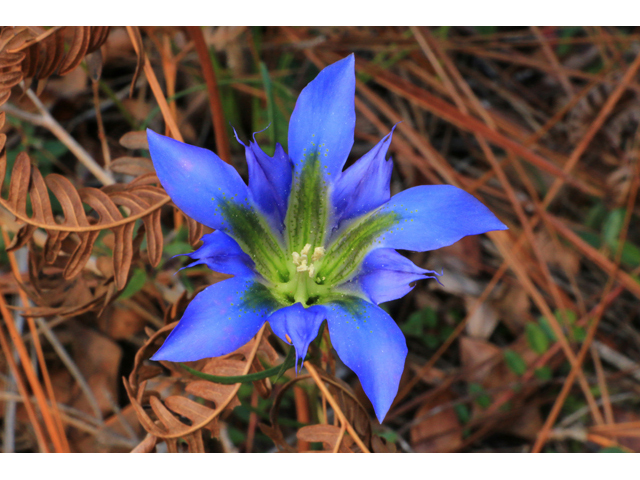 Gentiana autumnalis (Pine barren gentian) #39444