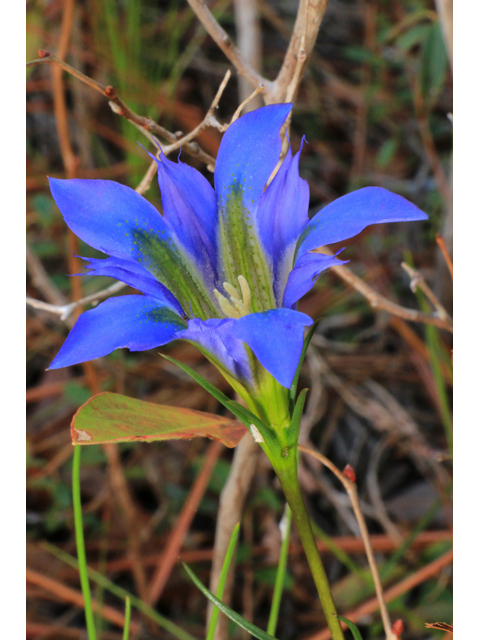 Gentiana autumnalis (Pine barren gentian) #39445