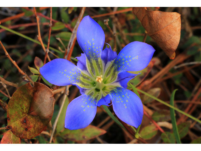 Gentiana autumnalis (Pine barren gentian) #39446