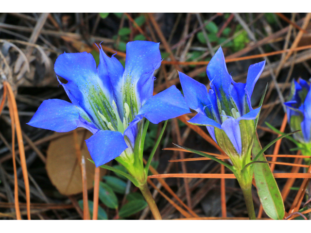 Gentiana autumnalis (Pine barren gentian) #39447