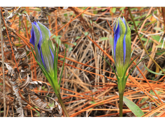 Gentiana autumnalis (Pine barren gentian) #39448