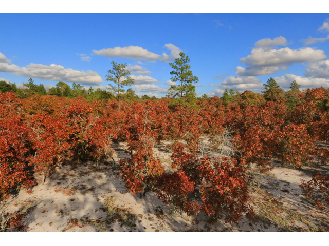 Quercus laevis (Turkey oak) #39490