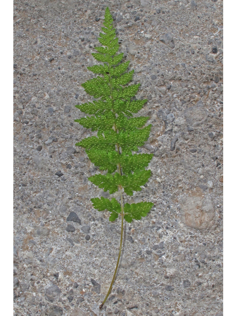 Cystopteris utahensis (Utah bladderfern) #40194