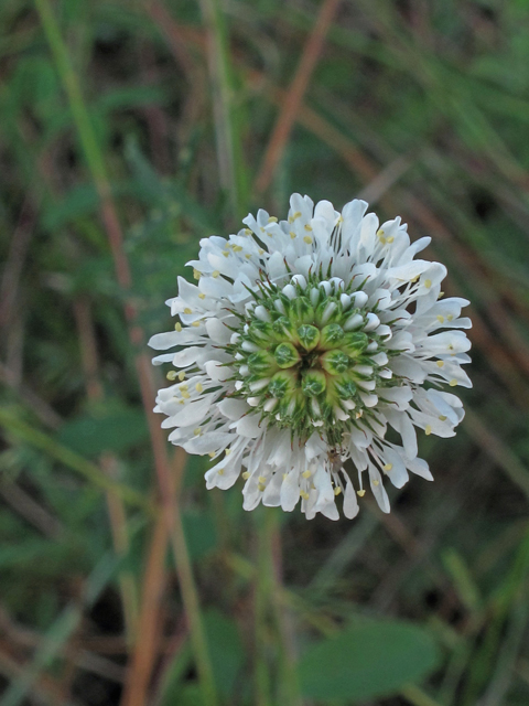 Dalea carnea (Whitetassels) #40197