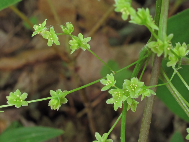 Dioscorea villosa (Wild yam) #40201