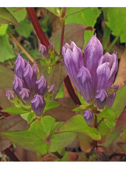 Gentianella quinquefolia (Agueweed) #40222