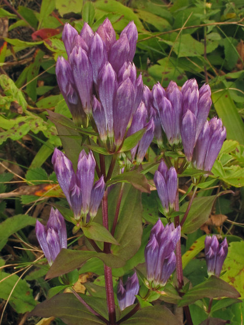 Gentianella quinquefolia (Agueweed) #40223