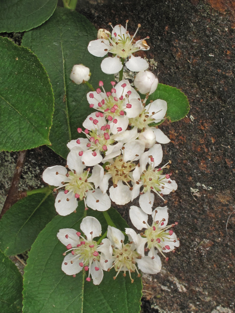 Aronia melanocarpa (Black chokeberry) #40309