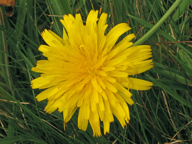 Pyrrhopappus carolinianus (Carolina desert-chicory) #40332