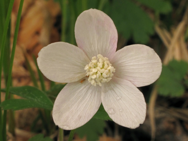 Anemone quinquefolia (Wood anemone) #40650