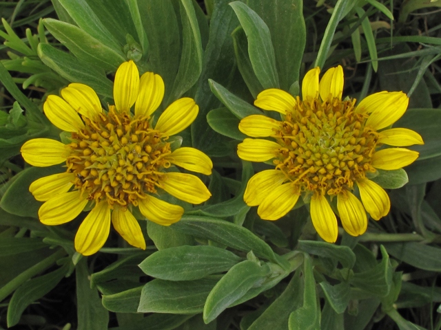 Borrichia frutescens (Bushy seaside tansy) #40655