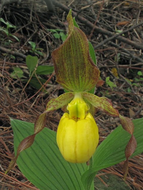 Cypripedium parviflorum var. parviflorum (Lesser yellow lady's slipper) #40667