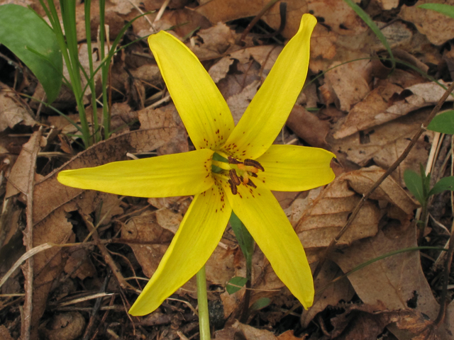 Erythronium umbilicatum ssp. monostolum (Dimpled troutlily) #40669