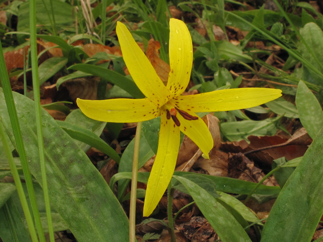 Erythronium umbilicatum ssp. monostolum (Dimpled troutlily) #40670