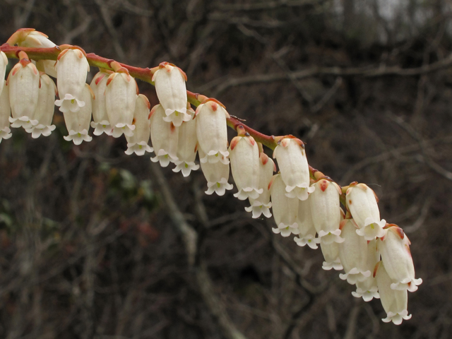 Eubotrys recurvus (Mountain fetterbush) #40671