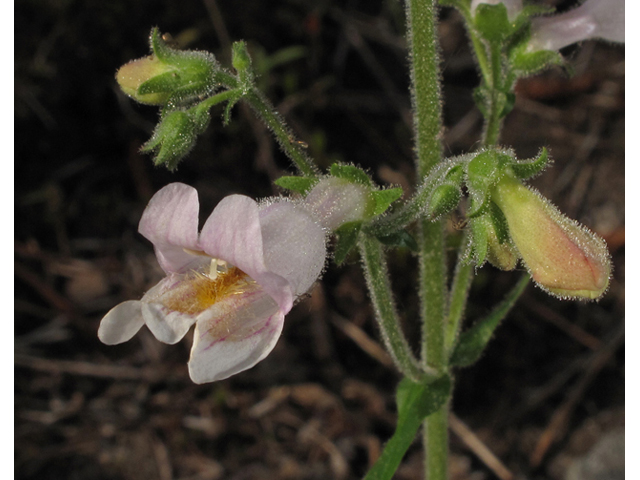 Penstemon australis (Eustis lake penstemon) #40716