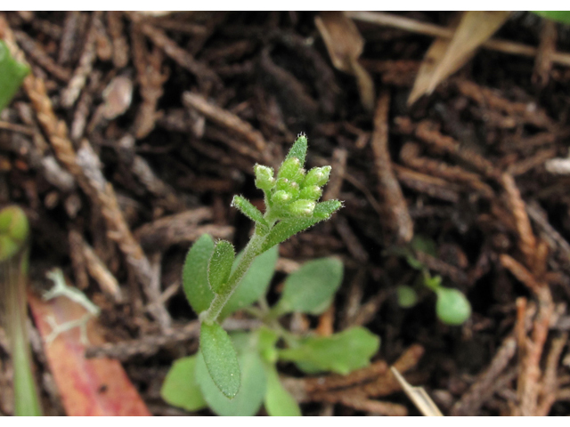 Draba aprica (Granite whitlow-grass) #40787