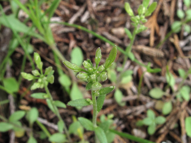 Draba aprica (Granite whitlow-grass) #40788