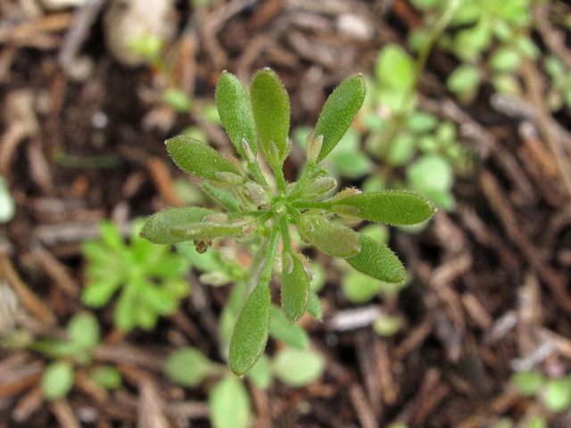 Draba aprica (Granite whitlow-grass) #40789