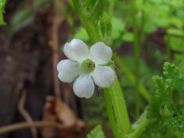 Nemophila aphylla (Smallflower baby blue eyes) #40834