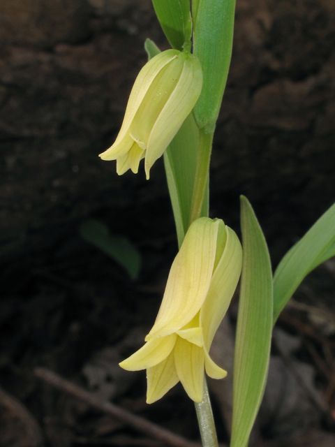 Uvularia puberula (Mountain bellwort) #40884