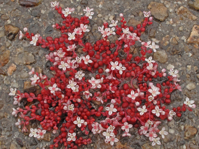 Diamorpha smallii (Elf orpine) #41463