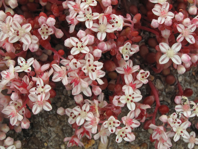 Diamorpha smallii (Elf orpine) #41464