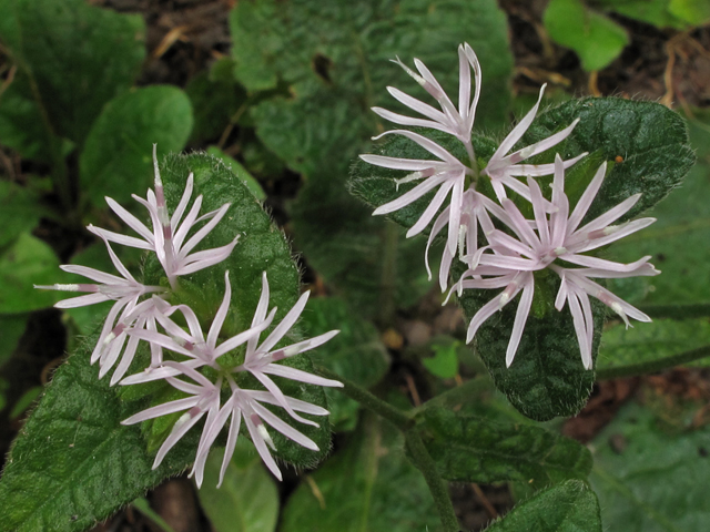 Elephantopus carolinianus (Carolina elephantsfoot) #41877