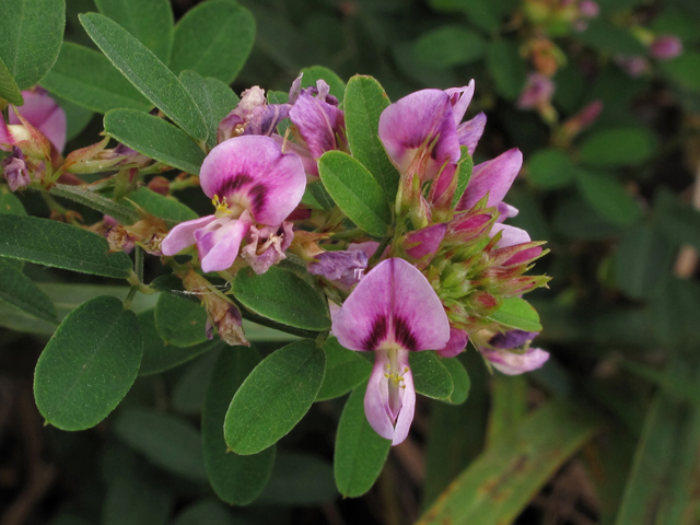 Lespedeza violacea (Violet lespedeza) #41902