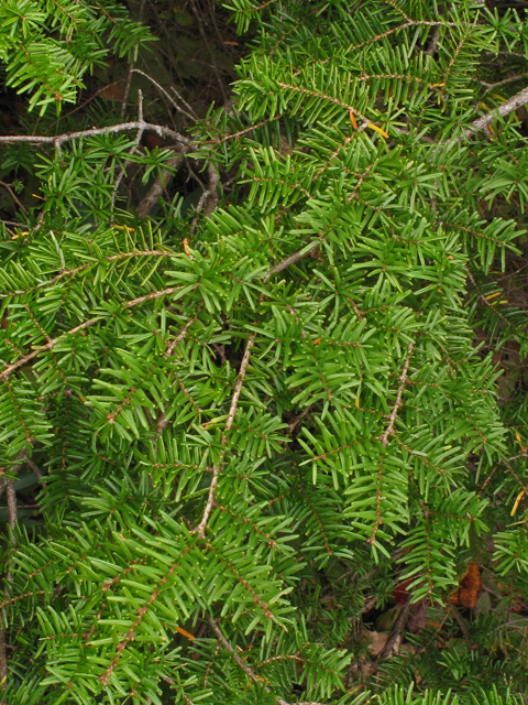 Tsuga caroliniana (Carolina hemlock) #41950