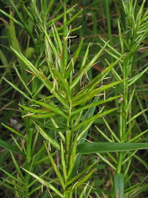 Dulichium arundinaceum (Threeway sedge) #41969