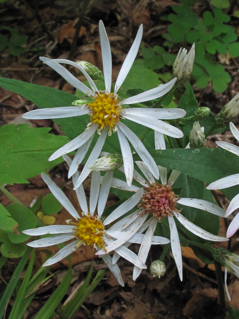 Eurybia chlorolepis (Mountain wood aster) #41970