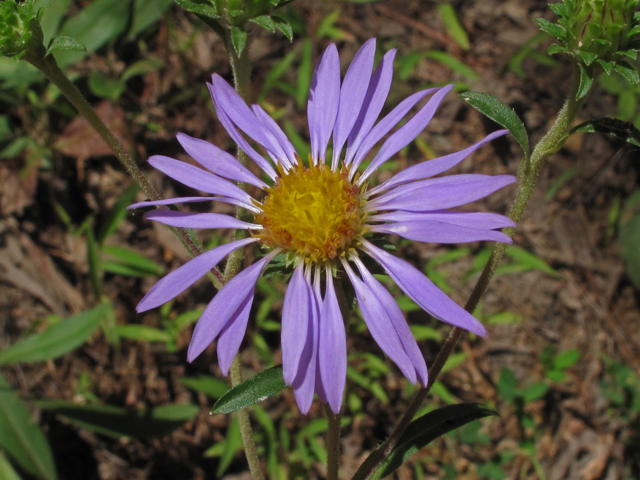 Eurybia surculosa (Creeping aster) #41971