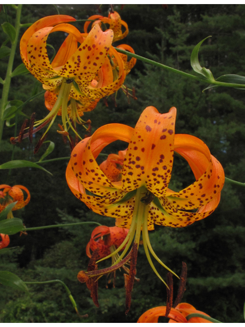 Lilium superbum (Turk's-cap lily) #42171