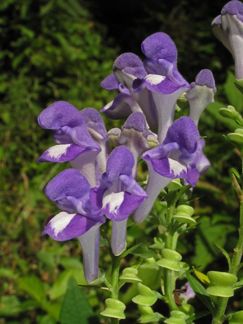 Scutellaria incana (Hoary skullcap) #42199