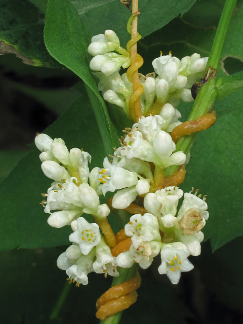 Cuscuta rostrata (Beaked dodder) #42202