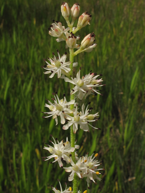 Triantha racemosa (Coastal false asphodel) #42222