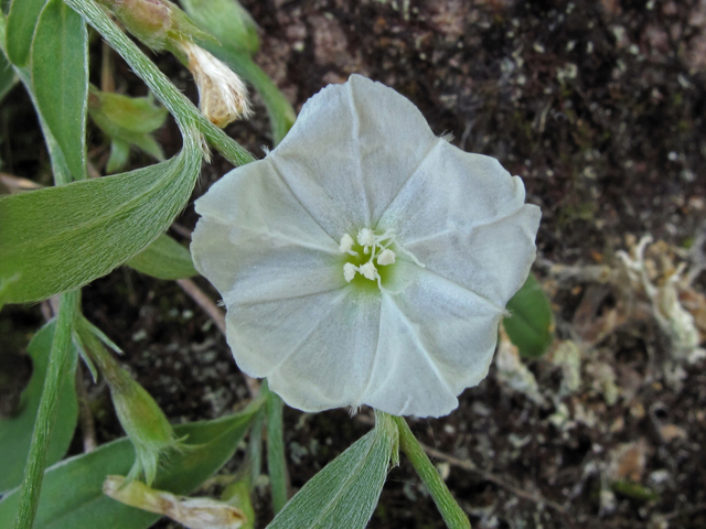 Evolvulus sericeus var. sericeus (Silver dwarf morning-glory) #42313