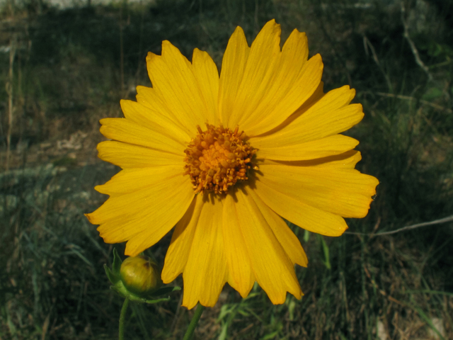 Coreopsis grandiflora var. saxicola (Rock largeflower tickseed) #42350