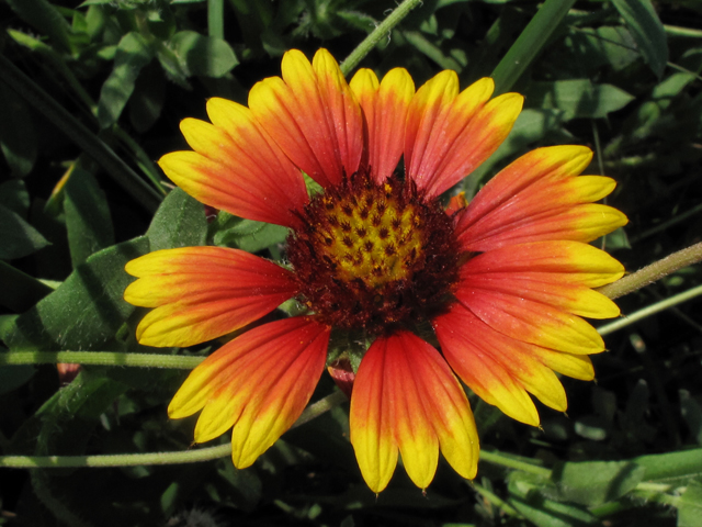 Gaillardia pulchella (Indian blanket) #42547