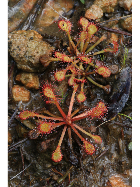 Drosera intermedia (Spoonleaf sundew) #42585