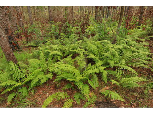 Osmunda cinnamomea (Cinnamon fern) #42593