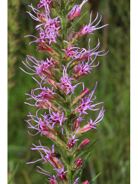 Liatris pycnostachya (Prairie blazing star) #42597