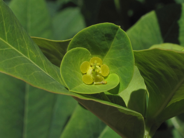 Euphorbia purpurea (Darlington's glade spurge) #42698