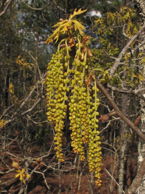 Quercus laevis (Turkey oak) #42742